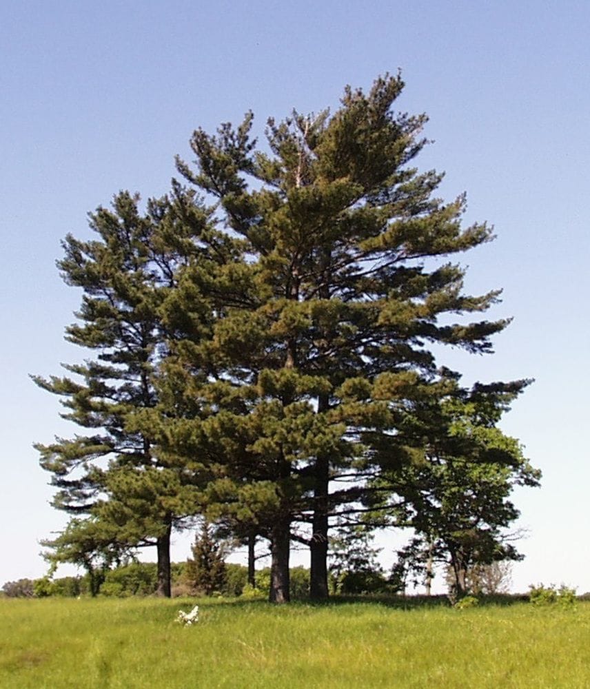Pinus n. ssp. pallasiana